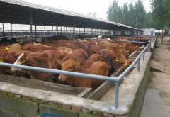 ���յV���|�}���K�C�������ƌW�Bֳ�M�е���